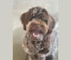 Ruby, a Portuguese Water Dog tested with EmbarkVet.com