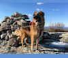 Sunday, a German Shepherd Dog and Australian Cattle Dog mix tested with EmbarkVet.com