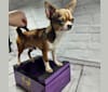 Vegas, a Chihuahua tested with EmbarkVet.com