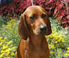 PEPPER, a Redbone Coonhound tested with EmbarkVet.com