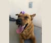 Reina, an Australian Cattle Dog and Chinese Shar-Pei mix tested with EmbarkVet.com