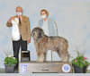 Reagan, a Bergamasco Sheepdog tested with EmbarkVet.com