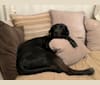 Scotty, a Labrador Retriever and Treeing Walker Coonhound mix tested with EmbarkVet.com