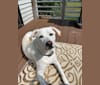 Photo of Maizee, a Great Pyrenees, German Shepherd Dog, American Pit Bull Terrier, and Siberian Husky mix in Manton, Michigan, USA