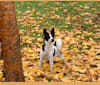 Finn, an American Eskimo Dog and Papillon mix tested with EmbarkVet.com