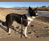 Riley, a Border Collie and German Shepherd Dog mix tested with EmbarkVet.com