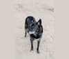 Cody, a Rottweiler and German Shepherd Dog mix tested with EmbarkVet.com