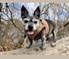 Photo of Pan, a Boston Terrier and Poodle (Small) mix in Meridian, Idaho, USA