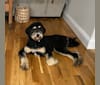 Frankie, a Poodle (Standard) tested with EmbarkVet.com
