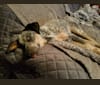Monroe Grace, an Australian Cattle Dog and Labrador Retriever mix tested with EmbarkVet.com