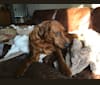 Copper, a Labrador Retriever and Australian Cattle Dog mix tested with EmbarkVet.com