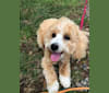 Scooter, a Poodle (Small) and Maltese mix tested with EmbarkVet.com