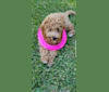 Teddy Bear, a Poodle (Small) and Poodle (Standard) mix tested with EmbarkVet.com