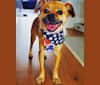 Parker, a Japanese or Korean Village Dog and Pug mix tested with EmbarkVet.com