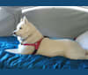 Liska, a Siberian Husky and German Shepherd Dog mix tested with EmbarkVet.com