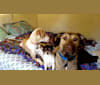 Lorelei (Lolly), a Labrador Retriever and Catahoula Leopard Dog mix tested with EmbarkVet.com