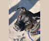 Finn, an American Pit Bull Terrier and German Shorthaired Pointer mix tested with EmbarkVet.com
