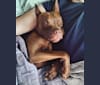 Photo of Shadrach Poet Martin, an American Pit Bull Terrier  in Indianapolis, Indiana, USA
