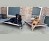 Renley, a Greyhound and Saluki mix tested with EmbarkVet.com