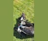 Kopa, an Australian Shepherd and American Pit Bull Terrier mix tested with EmbarkVet.com