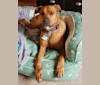 Jasper, an American Pit Bull Terrier and Doberman Pinscher mix tested with EmbarkVet.com
