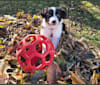 Willow, an Australian Shepherd and Border Collie mix tested with EmbarkVet.com