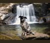 Japhy, an Australian Cattle Dog and Dalmatian mix tested with EmbarkVet.com