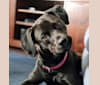 Pearl, a Rottweiler and Chesapeake Bay Retriever mix tested with EmbarkVet.com