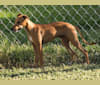 Photo of Cuz, a Whippet, Border Collie, Russell-type Terrier, and Border Terrier mix in Pahrump, NV, USA