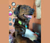 Photo of Luna, a Mountain Cur, German Shepherd Dog, Boxer, and Mixed mix in Kent, Ohio, USA