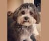 Bear, a Poodle (Small) and Shih Tzu mix tested with EmbarkVet.com