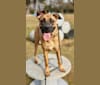 Maya, a Boxer and German Shepherd Dog mix tested with EmbarkVet.com