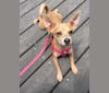 Ivy, a Chihuahua and Russell-type Terrier mix tested with EmbarkVet.com