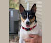 Photo of Josie, a Teddy Roosevelt Terrier  in Euharlee, GA, USA