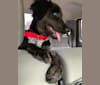 Pepper, a Golden Retriever and German Shepherd Dog mix tested with EmbarkVet.com