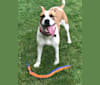 Gracie, an American Pit Bull Terrier and Australian Cattle Dog mix tested with EmbarkVet.com