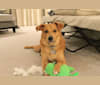 Gibbs Portaro-Kueber, an American Village Dog tested with EmbarkVet.com