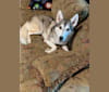 Sakari, a Siberian Husky and Alaskan Malamute mix tested with EmbarkVet.com