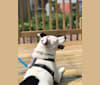 Phoebe, a Russell-type Terrier and Siberian Husky mix tested with EmbarkVet.com