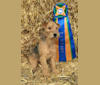Photo of Phoebe, a Lakeland Terrier  in MN, USA