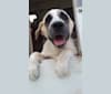 Marley, a Great Pyrenees and Australian Cattle Dog mix tested with EmbarkVet.com