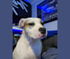 Lou, an American Pit Bull Terrier and American Staffordshire Terrier mix tested with EmbarkVet.com