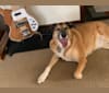 Bruno, a Shetland Sheepdog and Labrador Retriever mix tested with EmbarkVet.com