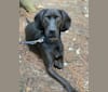 Photo of Moose, a Boykin Spaniel and Redbone Coonhound mix in Sumter, South Carolina, USA