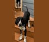 Photo of Ernie, a Treeing Walker Coonhound, Plott, Great Pyrenees, Labrador Retriever, and Redbone Coonhound mix in North Carolina, USA