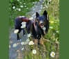 Akila Viura, a German Shepherd Dog and Chow Chow mix tested with EmbarkVet.com