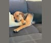 Reggie, a Labrador Retriever and Rottweiler mix tested with EmbarkVet.com