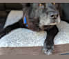 Sadie Monster, a Labrador Retriever and Chow Chow mix tested with EmbarkVet.com
