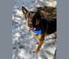 Brutus, a German Shepherd Dog and Samoyed mix tested with EmbarkVet.com
