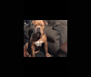 Kobe, an Olde English Bulldogge and American Bulldog mix tested with EmbarkVet.com